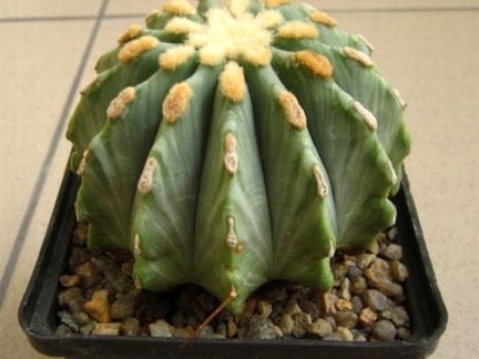 Ferocactus glaucescens fa  inermis