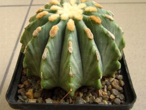 Ferocactus glaucescens fa  inermis