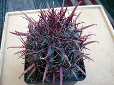 Ferocactus gracilis Burzak FG