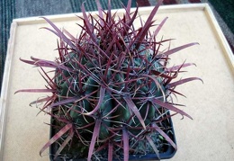 Ferocactus gracilis Burzak FG