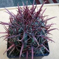 Ferocactus gracilis Burzak FG