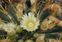 Ferocactus greenwoodii