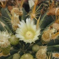 Ferocactus greenwoodii