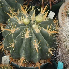 Ferocactus greenwoodii pl