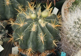 Ferocactus greenwoodii pl