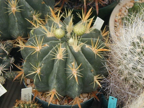 Ferocactus greenwoodii pl