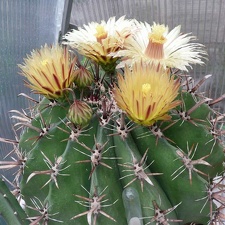 Ferocactus horridus 1 bilyk FG