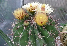 Ferocactus horridus 1 bilyk FG