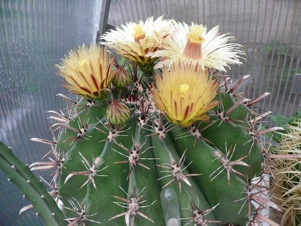 Ferocactus horridus 1 bilyk FG