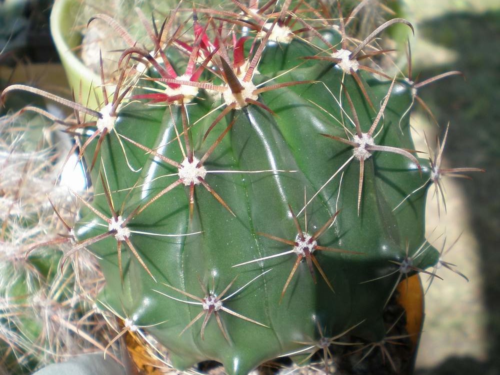 Ferocactus horridus FG Tit