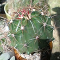 Ferocactus horridus FG Tit