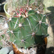 Ferocactus horridus FG Tit