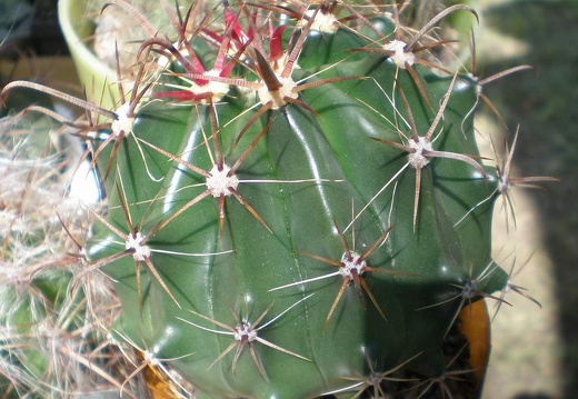 Ferocactus horridus FG Tit