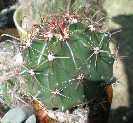 Ferocactus horridus FG Tit