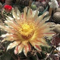 Ferocactus horridus Gurus FG
