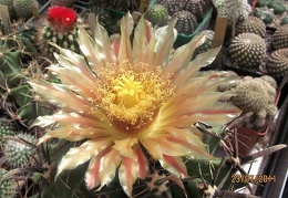 Ferocactus horridus Gurus FG