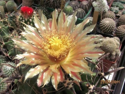 Ferocactus horridus Gurus FG