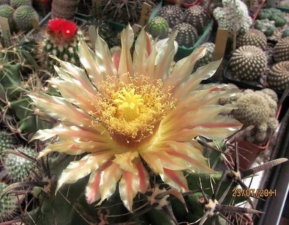 Ferocactus horridus Gurus FG