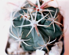 Ferocactus latispinus