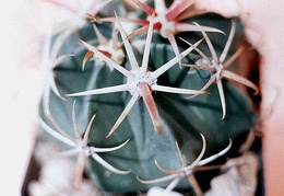 Ferocactus latispinus