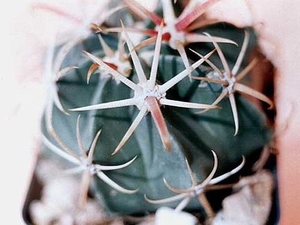 Ferocactus latispinus