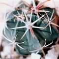Ferocactus latispinus