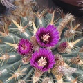 Ferocactus latispinus2