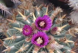 Ferocactus latispinus2