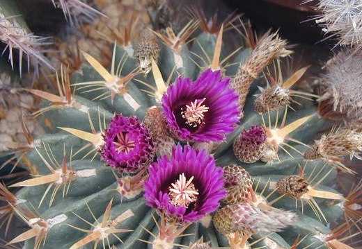 Ferocactus latispinus2