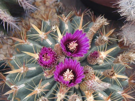 Ferocactus latispinus2