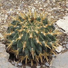 Ferocactus latispinus3