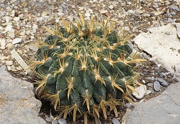 Ferocactus latispinus3