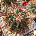 Ferocactus latispinus 001