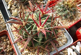 Ferocactus latispinus 001