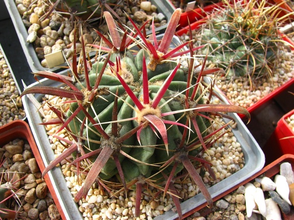 Ferocactus latispinus 001