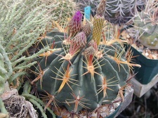 Ferocactus latispinus pl