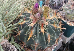 Ferocactus latispinus pl