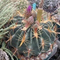 Ferocactus latispinus pl