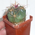 Ferocactus macrodiscus