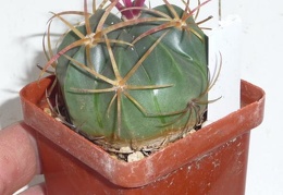 Ferocactus macrodiscus