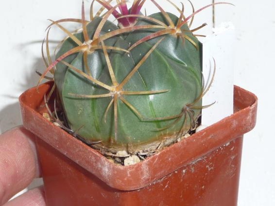 Ferocactus macrodiscus