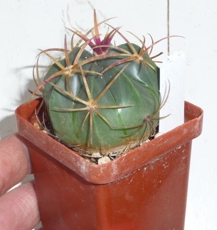 Ferocactus macrodiscus