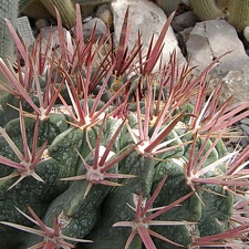 Ferocactus recurvus