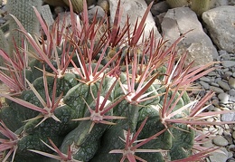 Ferocactus recurvus