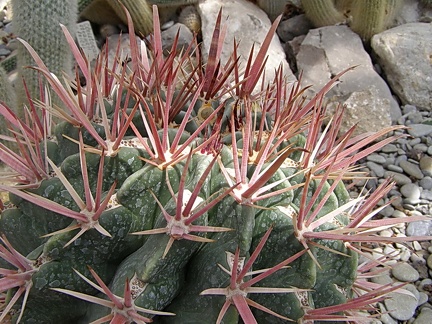 Ferocactus recurvus