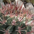 Ferocactus recurvus (4003 відвідувань) Ferocactus recurvus