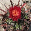 Ferocactus recurvus 001