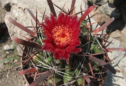 Ferocactus recurvus 001