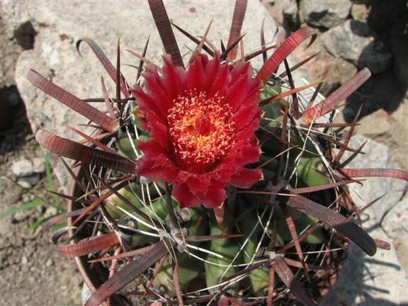 Ferocactus recurvus 001