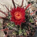 Ferocactus_recurvus_001.jpg
